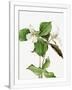 Gramercy White