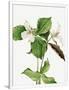 Gramercy White