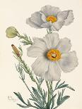 Matilija Poppy-Mary Vaux Walcott-Photographic Print