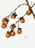 Persimmon (1920)-Mary Vaux Walcott-Photographic Print