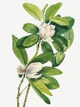 Southern Magnolia (1923)-Mary Vaux Walcott-Photographic Print