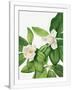Gramercy White