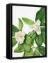Canvas Black