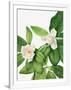 Gramercy White