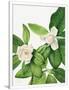 Gramercy White