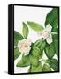 Canvas Black