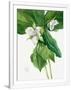 Gramercy White