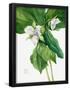 Essential Black