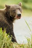 Brown Bear in River-MaryAnn McDonald-Photographic Print