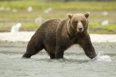 Brown Bear in River-MaryAnn McDonald-Photographic Print