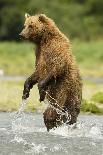 Brown Bear Standing-MaryAnn McDonald-Photographic Print