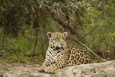 Jaguar Resting-MaryAnn McDonald-Photographic Print