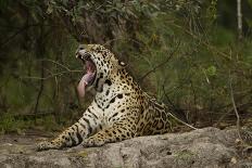 Jaguar Yawning-MaryAnn McDonald-Photographic Print