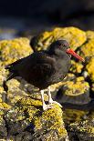 Rufous-Bellied Thrush on Rock-MaryAnn McDonald-Photographic Print