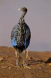 Vulturine Guineafowl-MaryAnn McDonald-Photographic Print