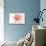 Maryland - Scallop Shell - Coral - Coastal Icon-Lantern Press-Stretched Canvas displayed on a wall