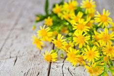 Wild Yellow Flowers Closeup on Rustic Wooden Background-Marylooo-Photographic Print
