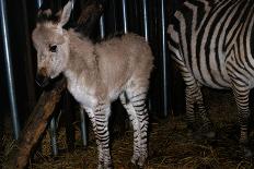 Gene Spliced Zebra and Donkey Specimen-Masaharu Hatano-Framed Photographic Print