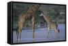 Masai Giraffe and Calf in River-DLILLC-Framed Stretched Canvas