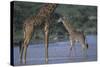 Masai Giraffe and Calf in River-DLILLC-Stretched Canvas