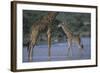 Masai Giraffe and Calf in River-DLILLC-Framed Photographic Print