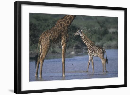 Masai Giraffe and Calf in River-DLILLC-Framed Photographic Print