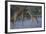 Masai Giraffe and Calf in River-DLILLC-Framed Photographic Print