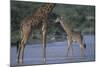 Masai Giraffe and Calf in River-DLILLC-Mounted Photographic Print