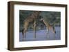 Masai Giraffe and Calf in River-DLILLC-Framed Photographic Print