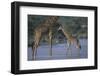 Masai Giraffe and Calf in River-DLILLC-Framed Photographic Print