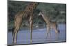 Masai Giraffe and Calf in River-DLILLC-Mounted Photographic Print