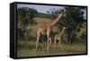 Masai Giraffe and Calf Walking-DLILLC-Framed Stretched Canvas