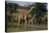Masai Giraffe and Calf Walking-DLILLC-Stretched Canvas