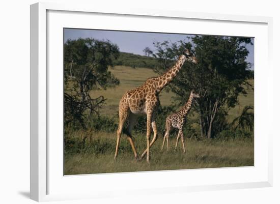 Masai Giraffe and Calf Walking-DLILLC-Framed Photographic Print