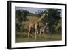 Masai Giraffe and Calf Walking-DLILLC-Framed Photographic Print