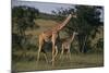Masai Giraffe and Calf Walking-DLILLC-Mounted Photographic Print
