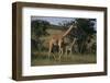 Masai Giraffe and Calf Walking-DLILLC-Framed Photographic Print