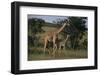 Masai Giraffe and Calf Walking-DLILLC-Framed Photographic Print