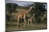 Masai Giraffe and Calf Walking-DLILLC-Mounted Photographic Print