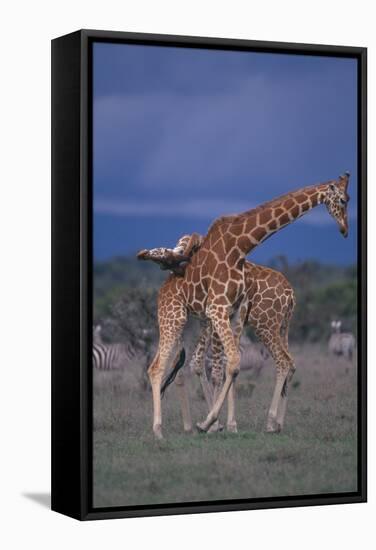 Masai Giraffe Calves Necking-DLILLC-Framed Stretched Canvas