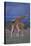 Masai Giraffe Calves Necking-DLILLC-Stretched Canvas