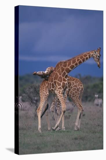 Masai Giraffe Calves Necking-DLILLC-Stretched Canvas