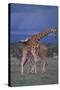 Masai Giraffe Calves Necking-DLILLC-Stretched Canvas