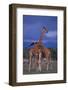 Masai Giraffe Calves Necking-DLILLC-Framed Photographic Print