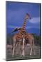 Masai Giraffe Calves Necking-DLILLC-Mounted Photographic Print