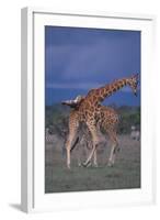 Masai Giraffe Calves Necking-DLILLC-Framed Photographic Print