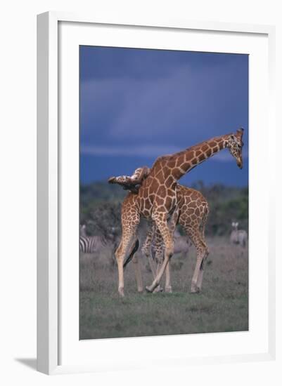 Masai Giraffe Calves Necking-DLILLC-Framed Photographic Print