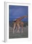 Masai Giraffe Calves Necking-DLILLC-Framed Photographic Print