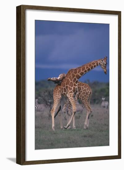 Masai Giraffe Calves Necking-DLILLC-Framed Photographic Print