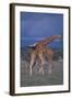 Masai Giraffe Calves Necking-DLILLC-Framed Photographic Print
